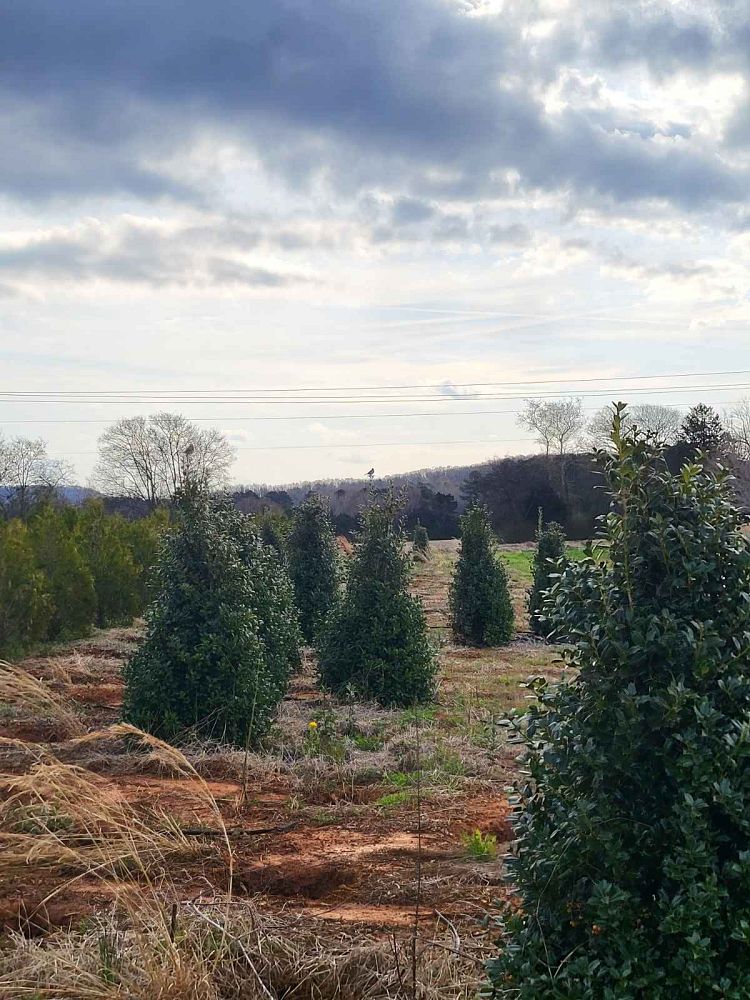 ilex-hybrid-conin-robin-trade-holly