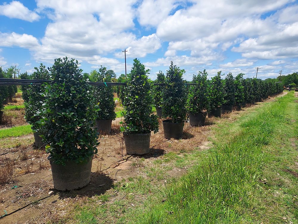 ilex-hybrid-conin-robin-trade-holly
