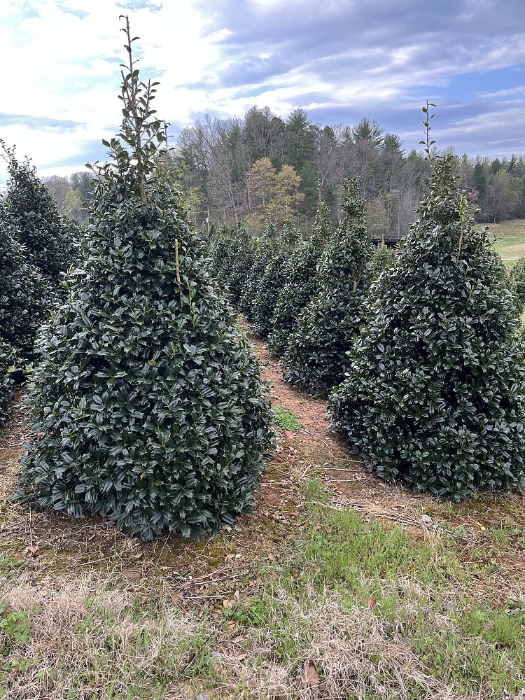ilex-hybrid-conin-robin-trade-holly