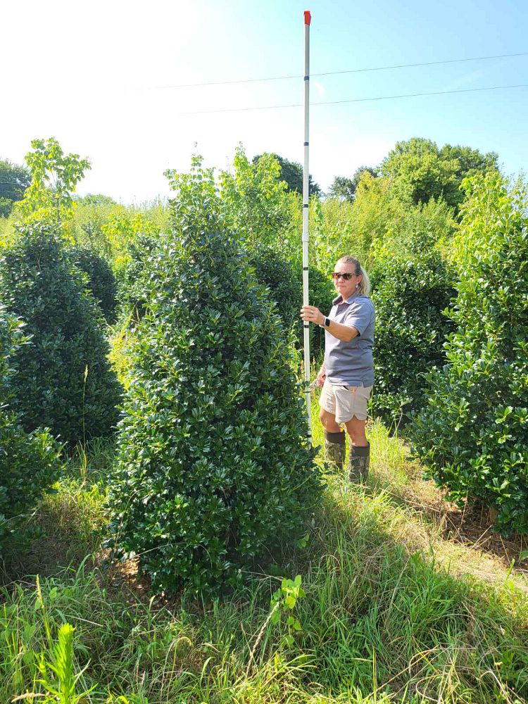ilex-hybrid-conin-robin-trade-holly