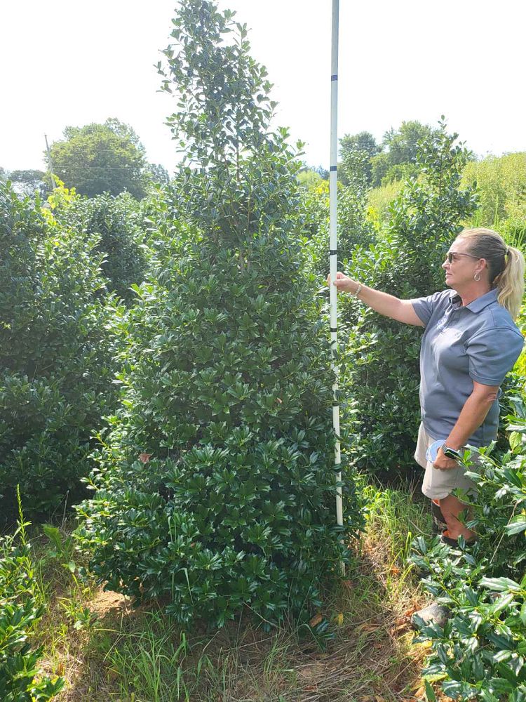 ilex-hybrid-conin-robin-trade-holly