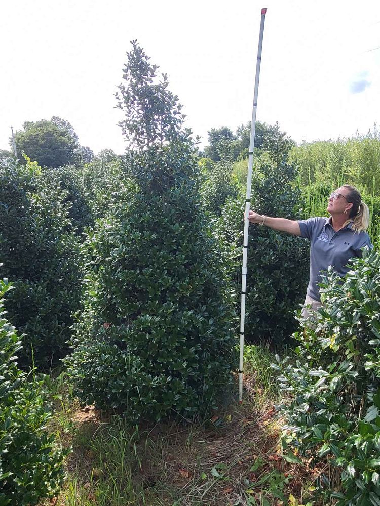 ilex-hybrid-conin-robin-trade-holly
