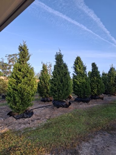 ilex-hybrid-conin-robin-trade-holly