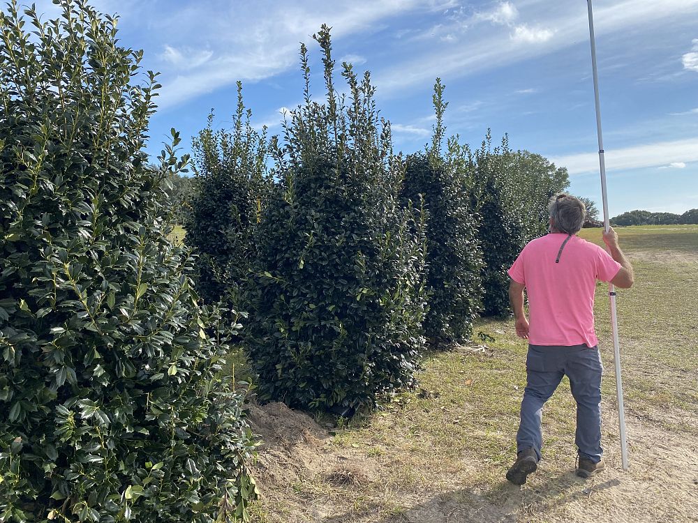 ilex-hybrid-conin-robin-trade-holly
