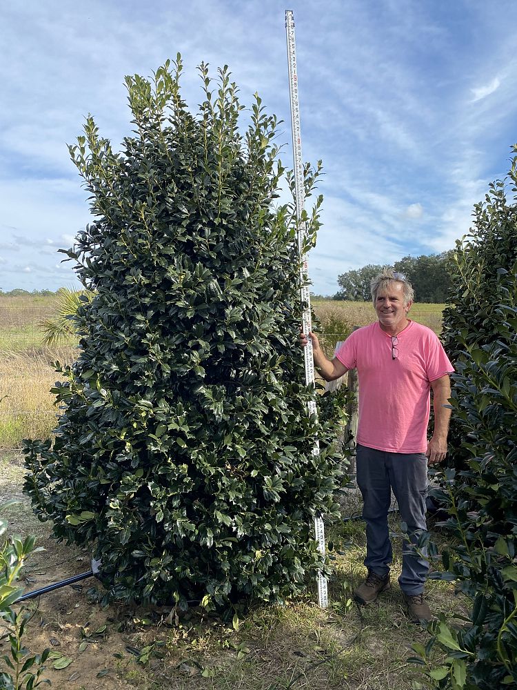 ilex-hybrid-conin-robin-trade-holly