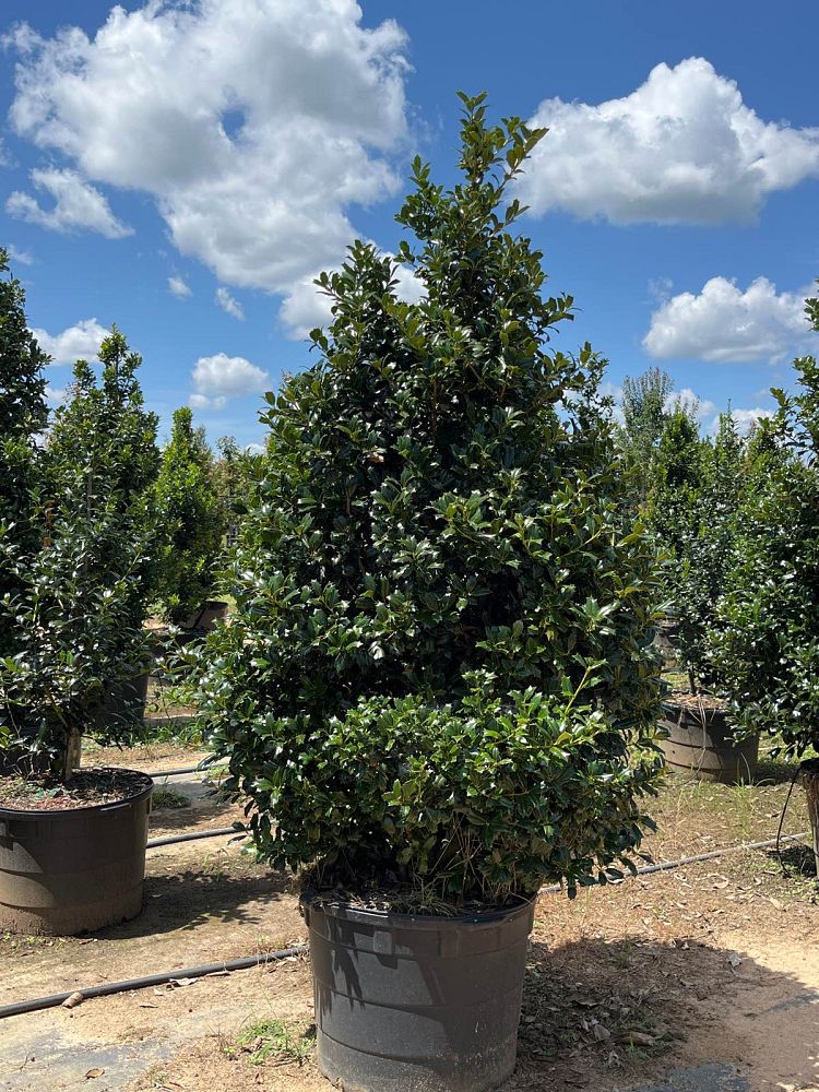 ilex-hybrid-conin-robin-trade-holly