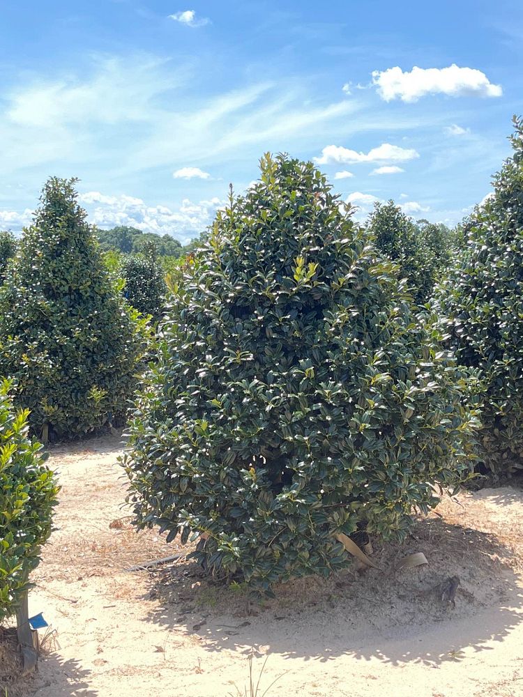 ilex-hybrid-conin-robin-trade-holly