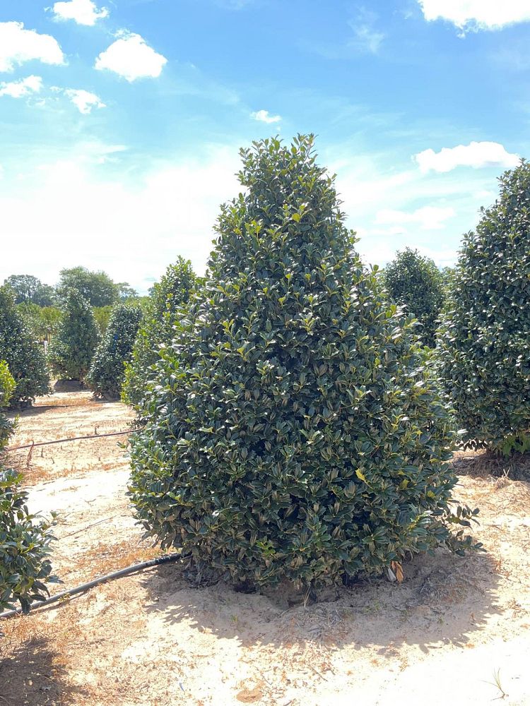 ilex-hybrid-conin-robin-trade-holly