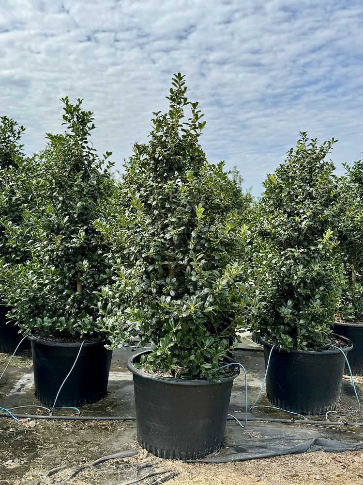 ilex-hybrid-conin-robin-trade-holly