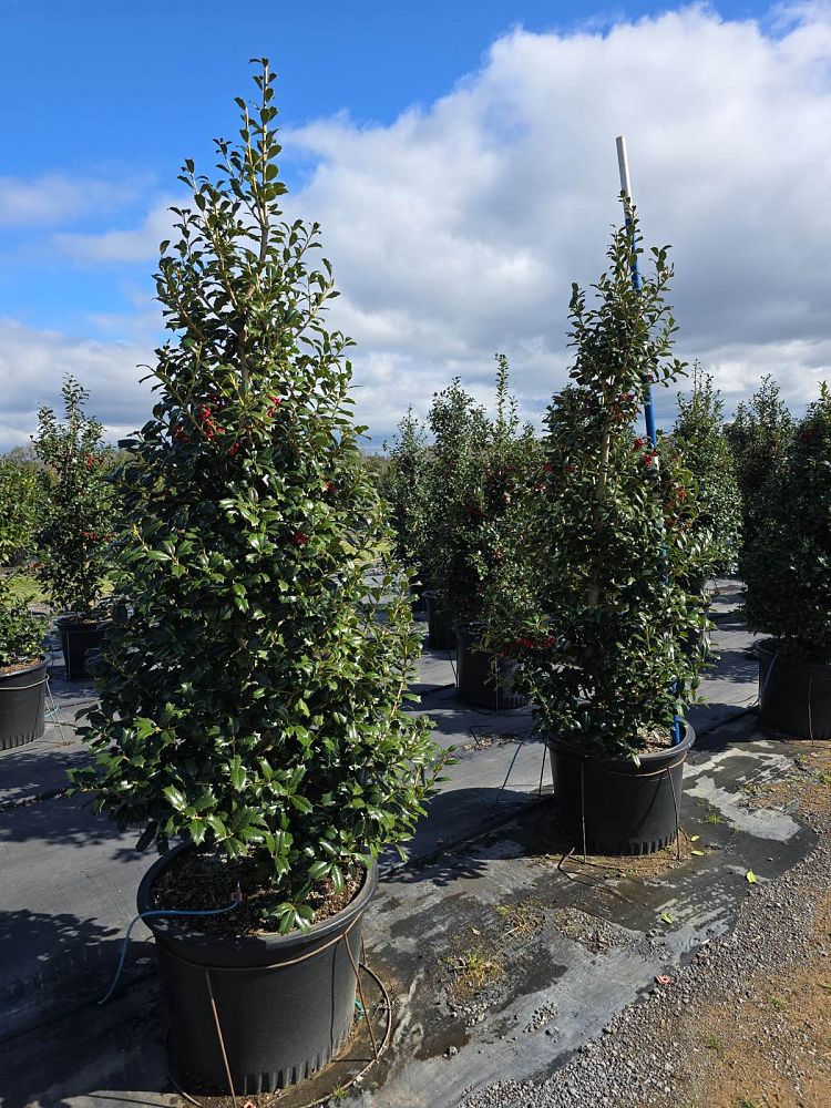 ilex-hybrid-conin-robin-trade-holly