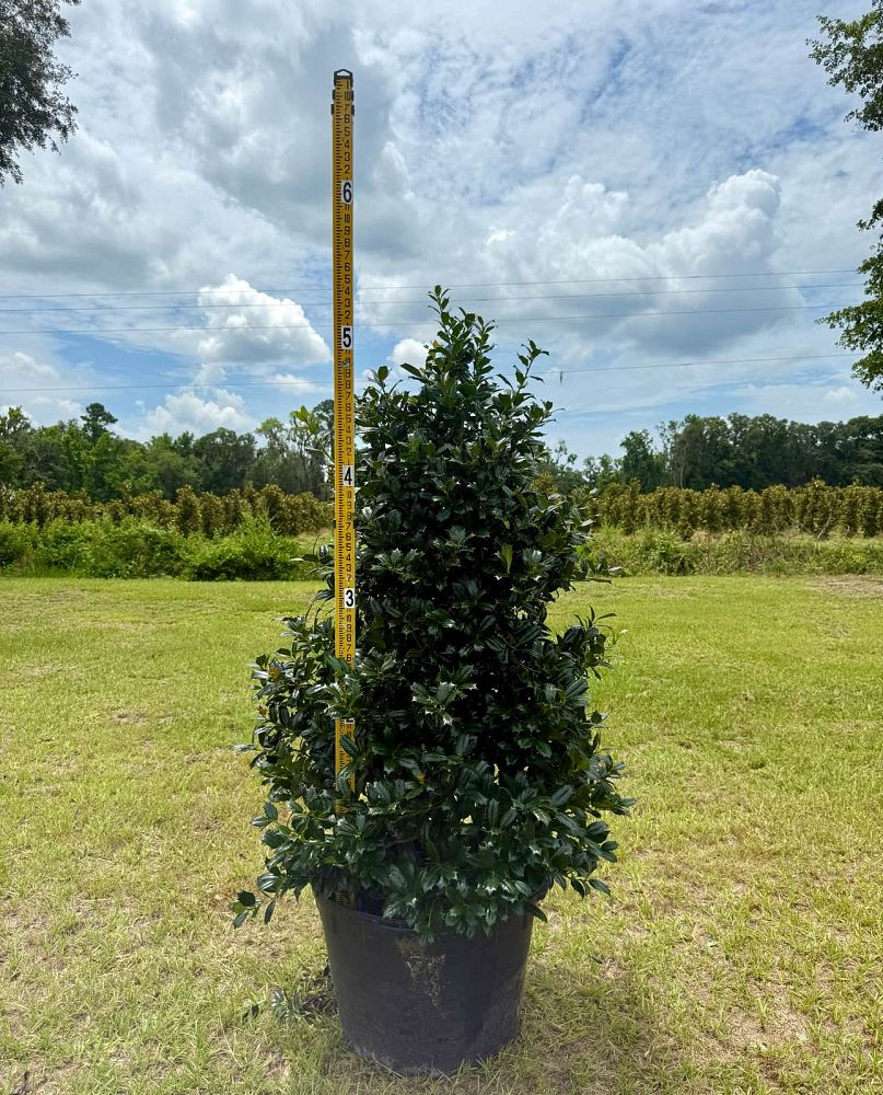 ilex-hybrid-conin-robin-trade-holly