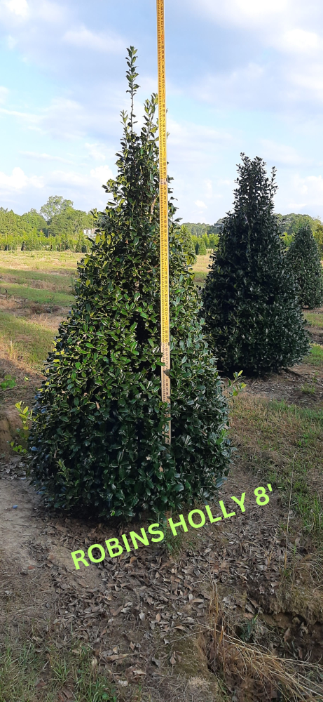 ilex-hybrid-conin-robin-trade-holly