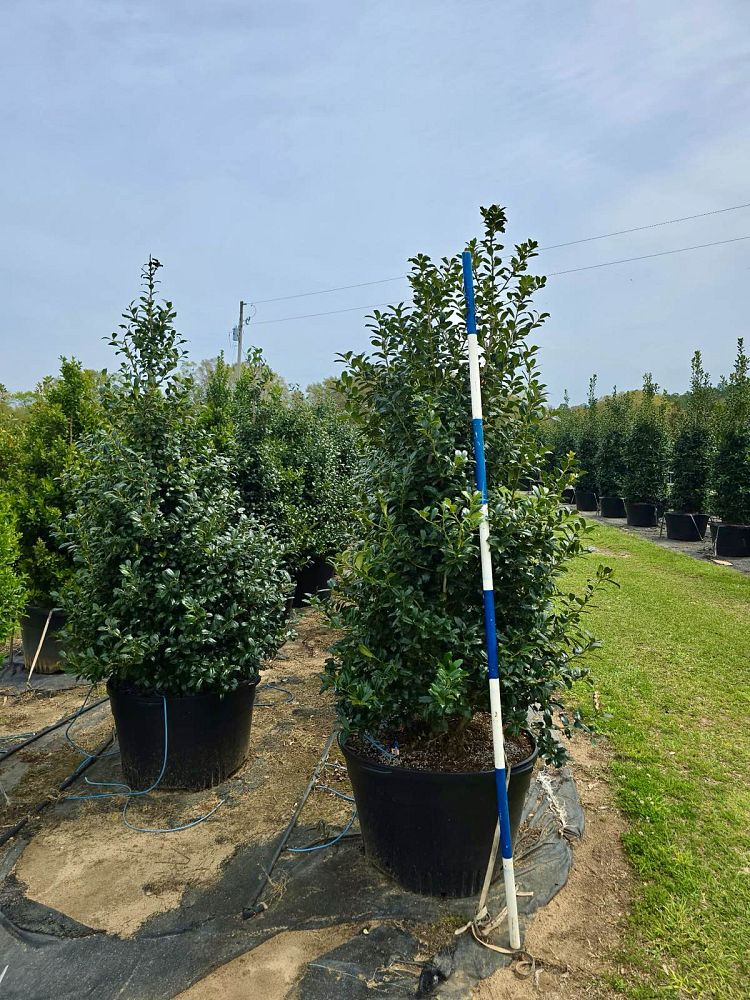 ilex-hybrid-conin-robin-trade-holly