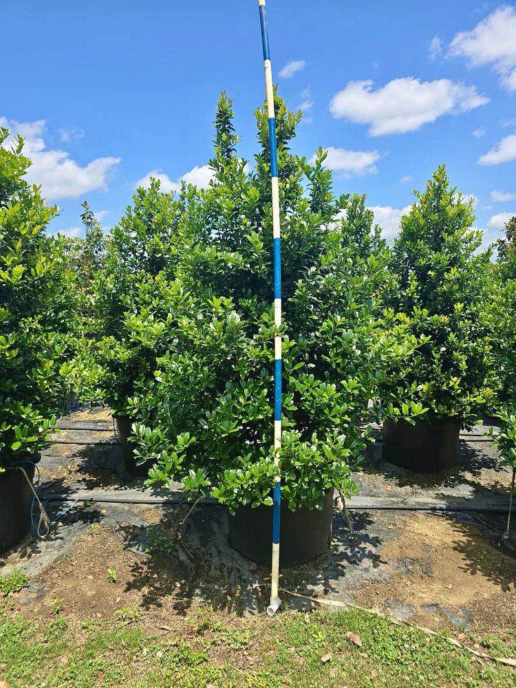 ilex-hybrid-conin-robin-trade-holly