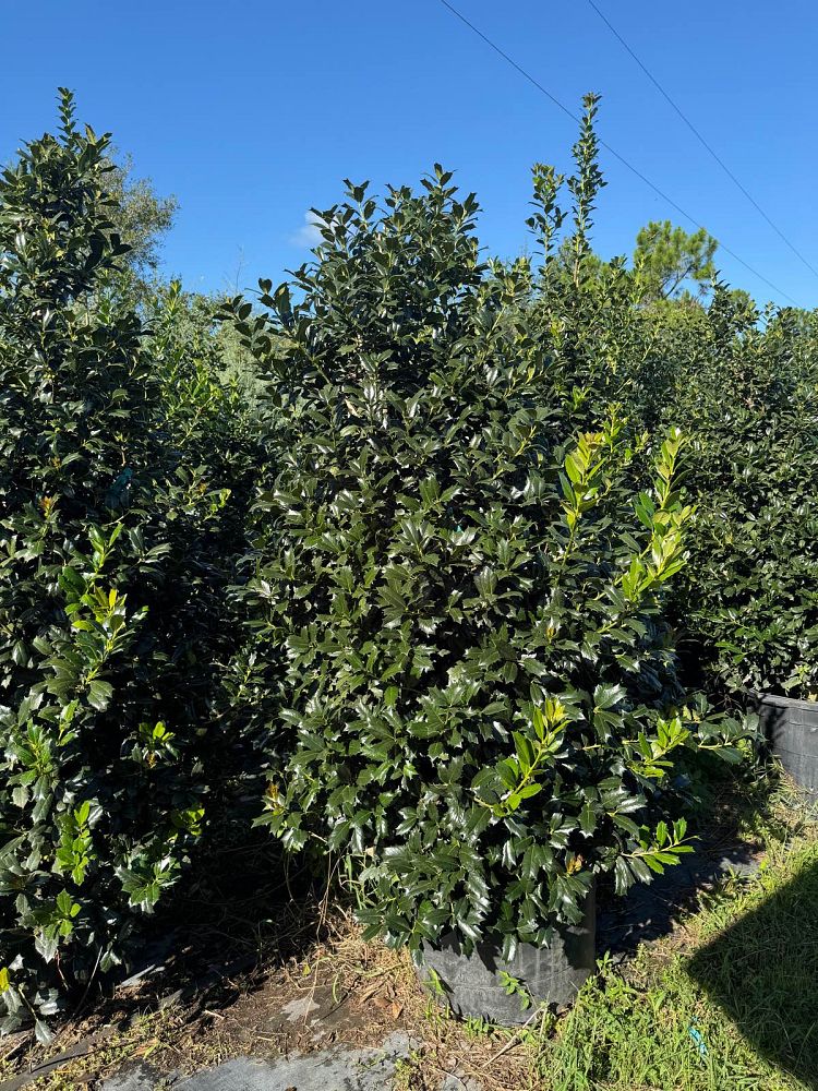 ilex-hybrid-conin-robin-trade-holly