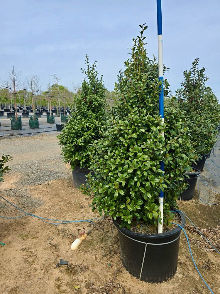 ilex-hybrid-conin-robin-trade-holly