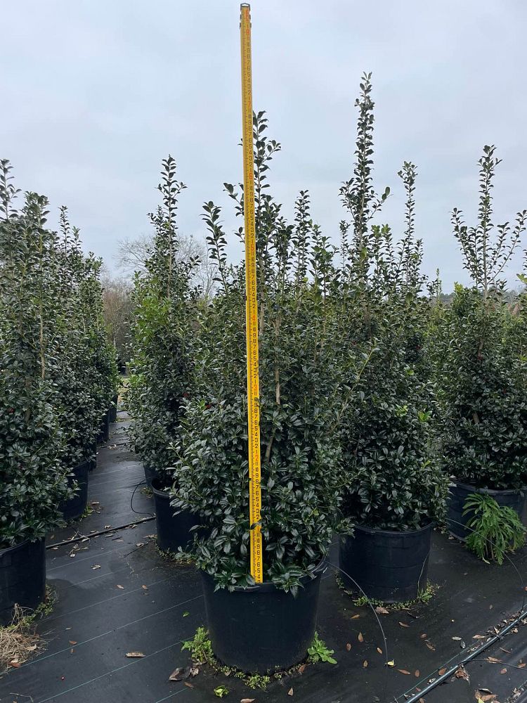 ilex-hybrid-conin-robin-trade-holly