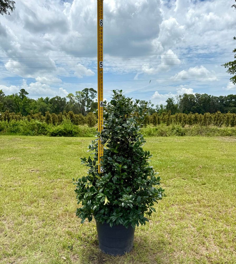 ilex-hybrid-conin-robin-trade-holly