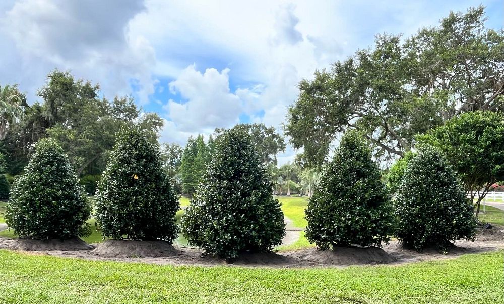 ilex-hybrid-conin-robin-trade-holly
