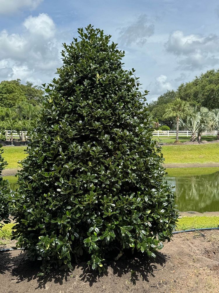 ilex-hybrid-conin-robin-trade-holly