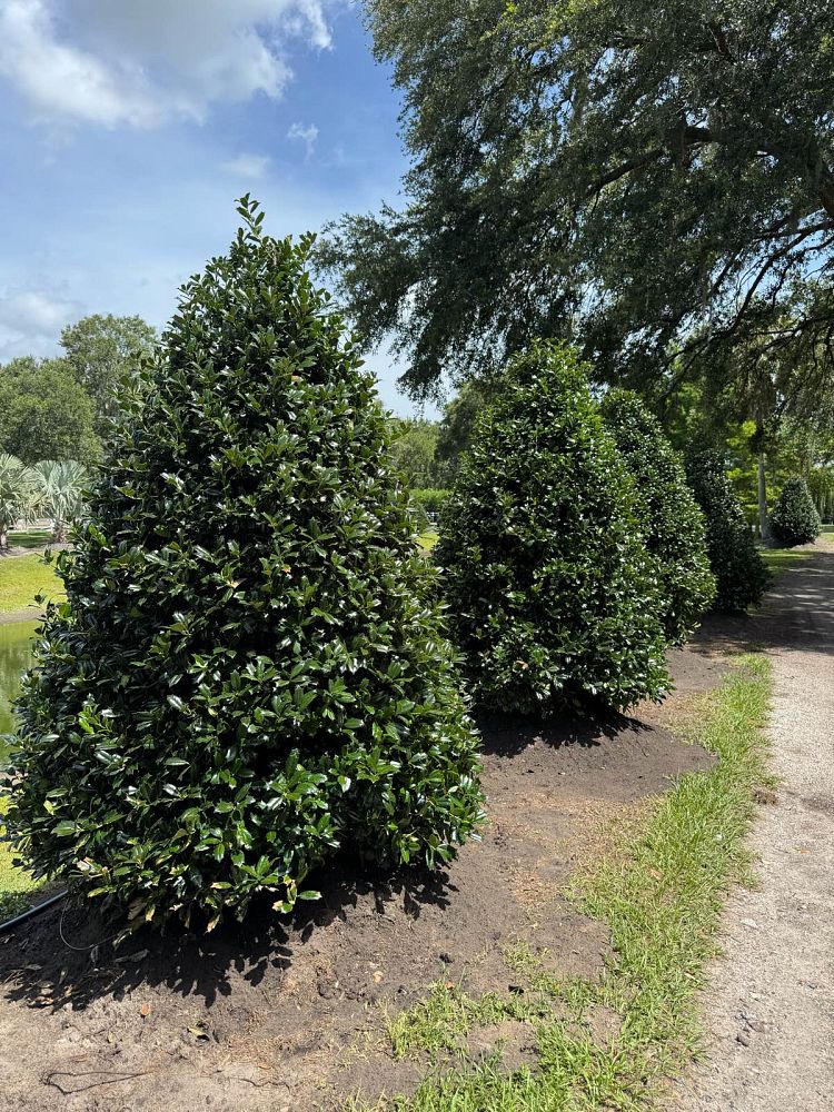 ilex-hybrid-conin-robin-trade-holly