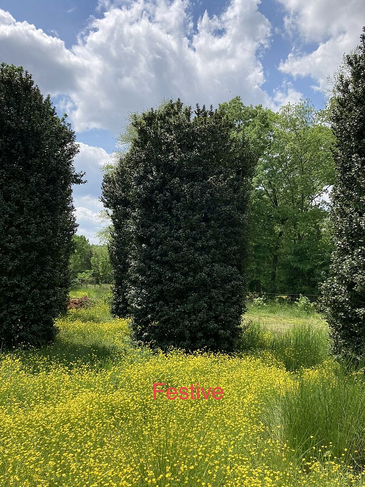ilex-hybrid-conive-festive-trade-holly