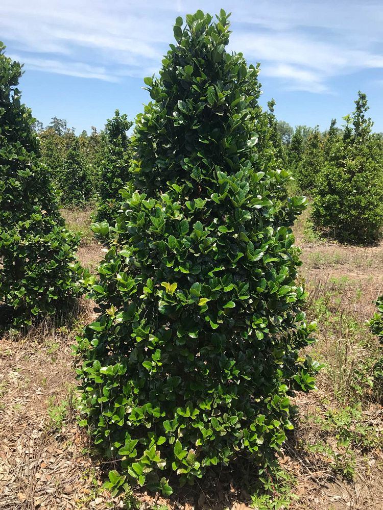 ilex-hybrid-conty-liberty-trade-holly