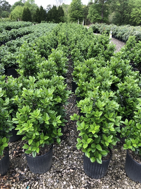 ilex-hybrid-conty-liberty-trade-holly