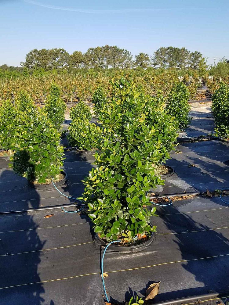 ilex-hybrid-conty-liberty-trade-holly