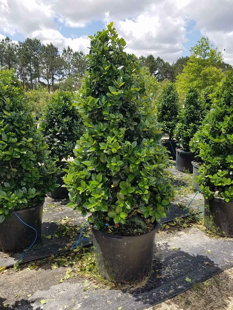 ilex-hybrid-conty-liberty-trade-holly
