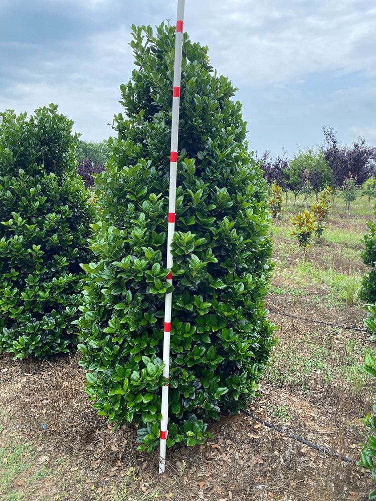 ilex-hybrid-conty-liberty-trade-holly