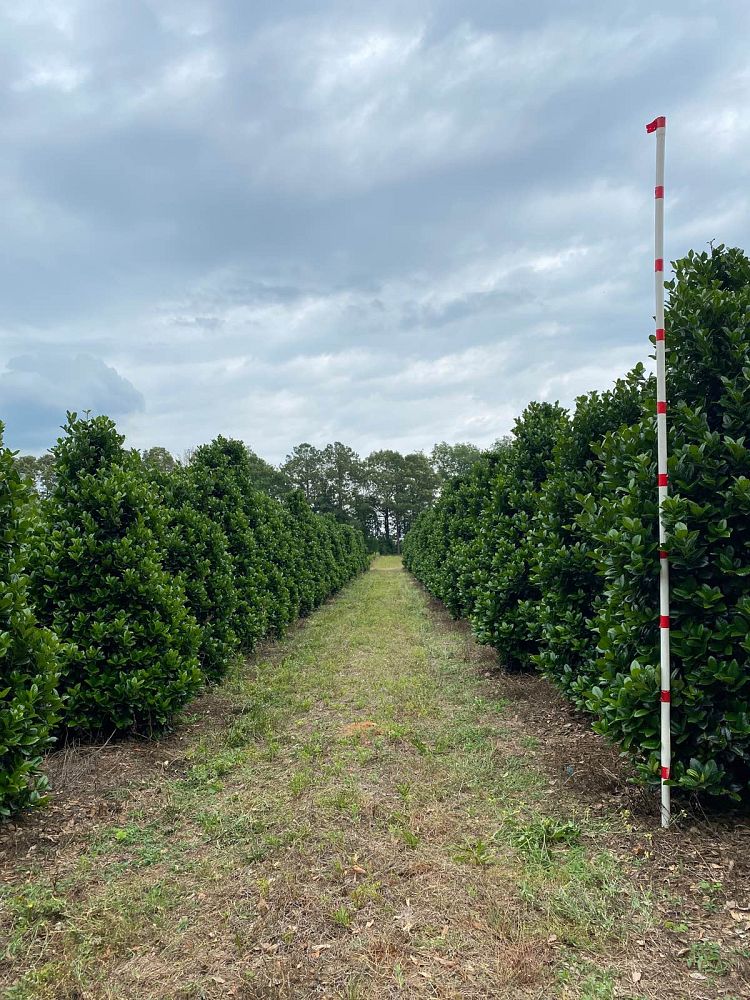 ilex-hybrid-conty-liberty-trade-holly