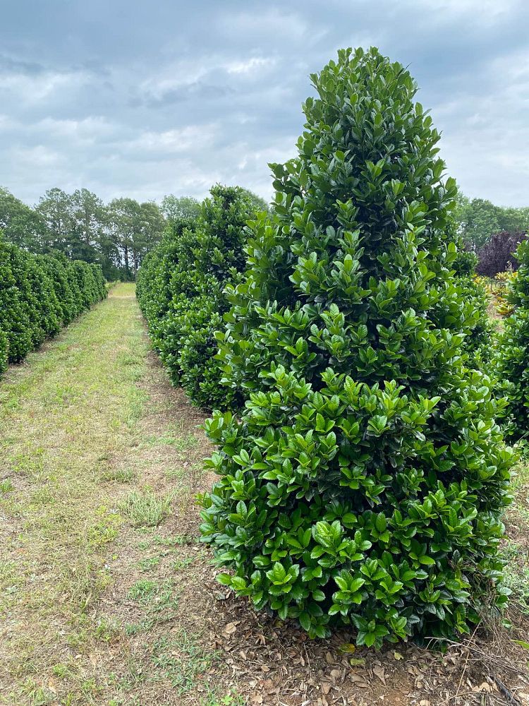 ilex-hybrid-conty-liberty-trade-holly