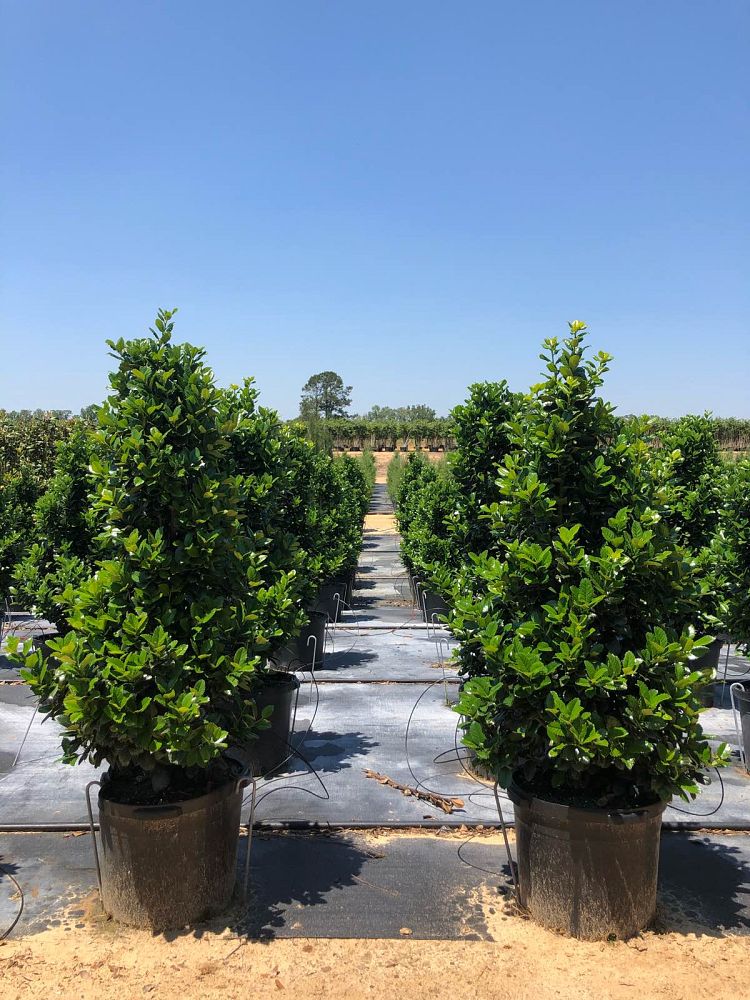 ilex-hybrid-conty-liberty-trade-holly
