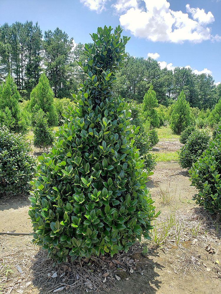 ilex-hybrid-conty-liberty-trade-holly