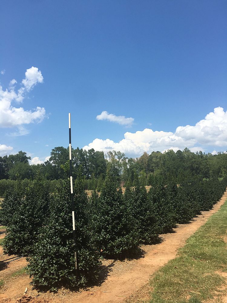ilex-hybrid-conty-liberty-trade-holly