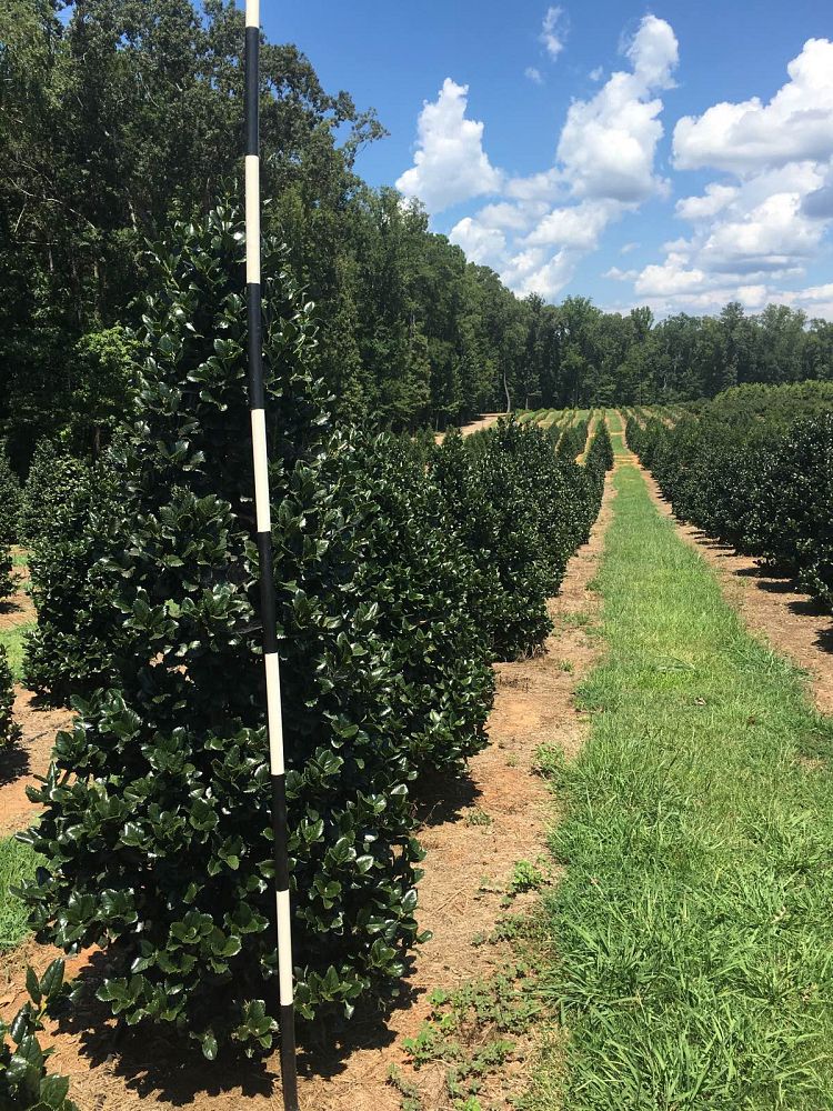 ilex-hybrid-conty-liberty-trade-holly