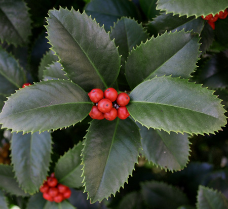 ilex-hybrid-conty-liberty-trade-holly