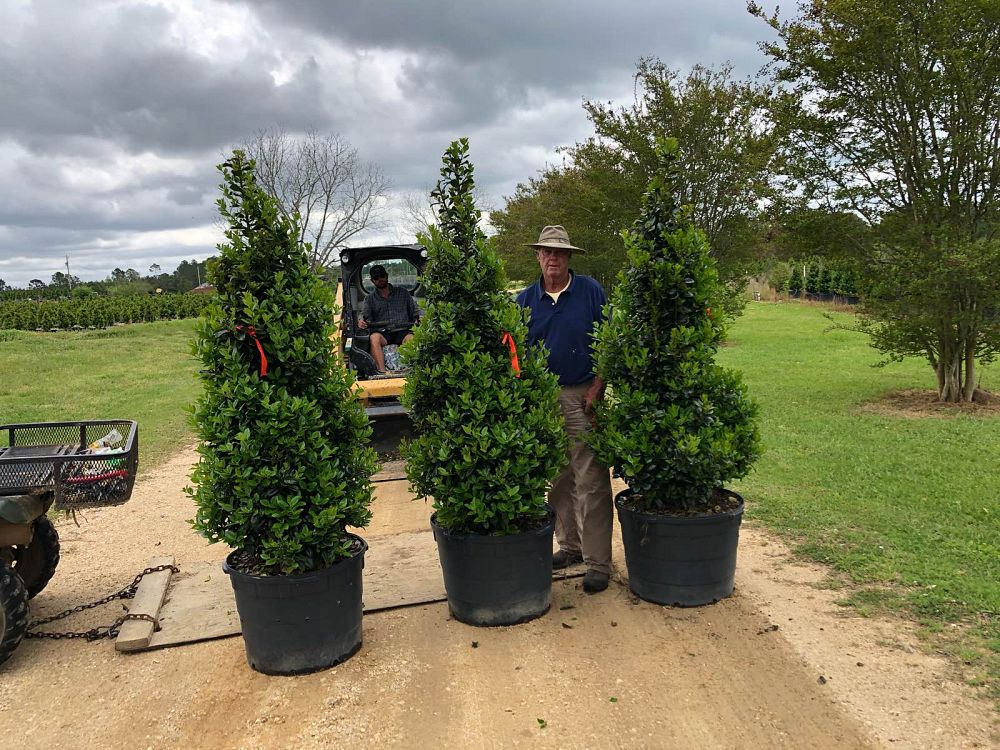 ilex-hybrid-conty-liberty-trade-holly