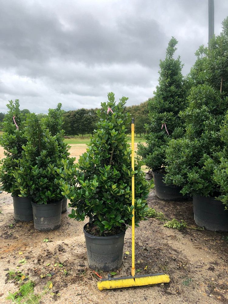 ilex-hybrid-conty-liberty-trade-holly