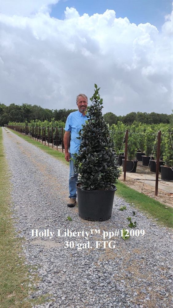 ilex-hybrid-conty-liberty-trade-holly