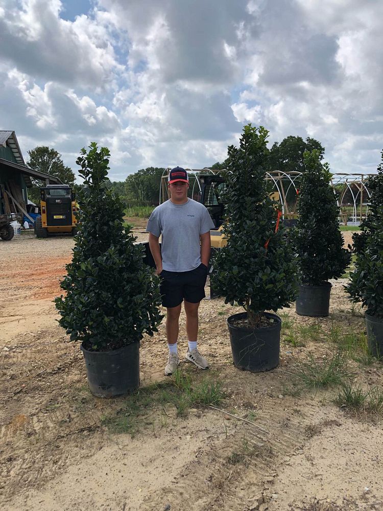 ilex-hybrid-conty-liberty-trade-holly