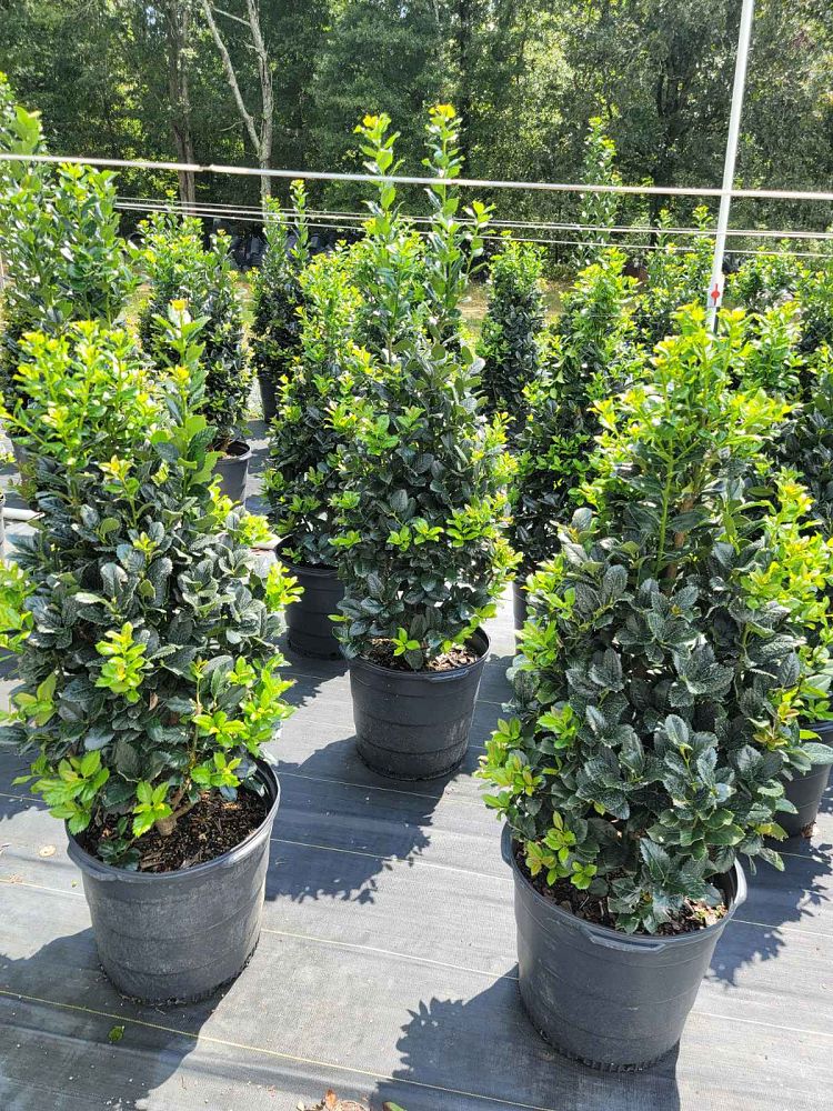 ilex-hybrid-conty-liberty-trade-holly