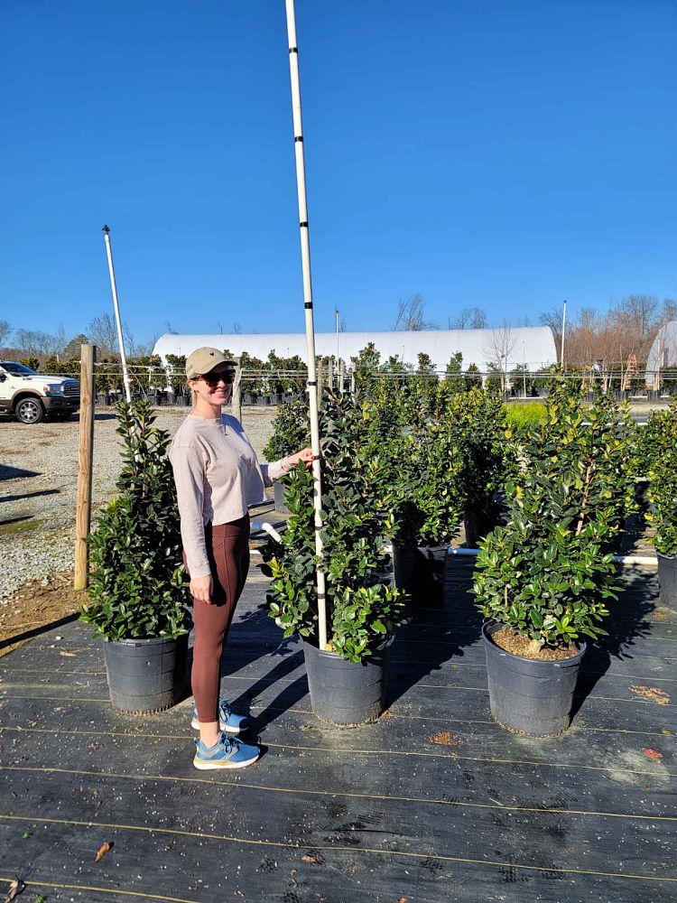 ilex-hybrid-conty-liberty-trade-holly