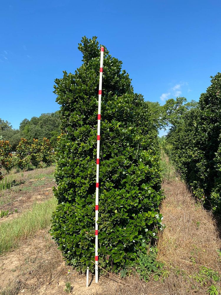 ilex-hybrid-conty-liberty-trade-holly