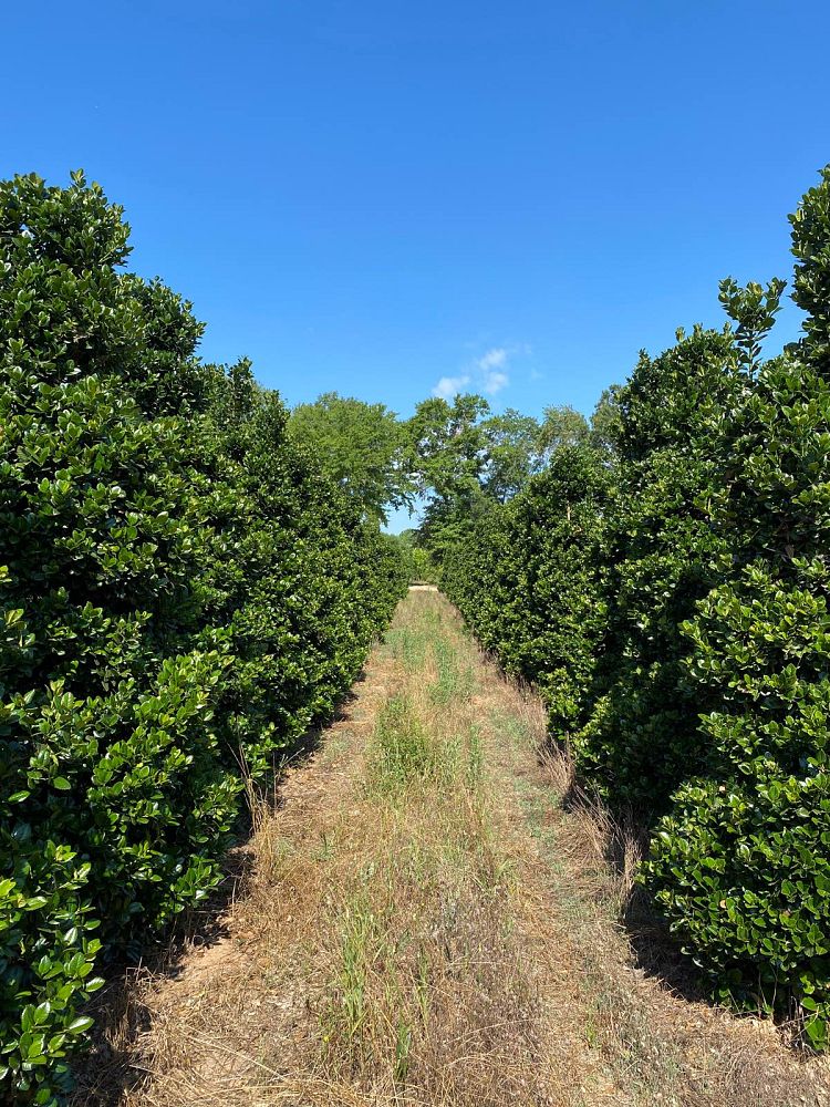 ilex-hybrid-conty-liberty-trade-holly