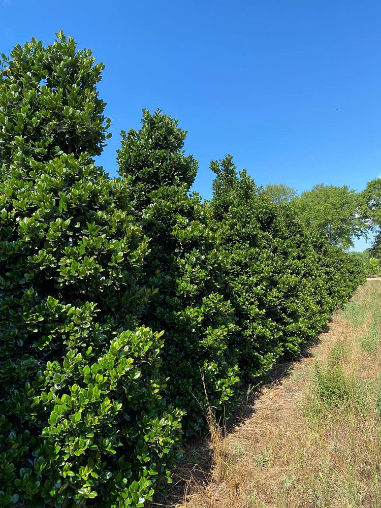 ilex-hybrid-conty-liberty-trade-holly