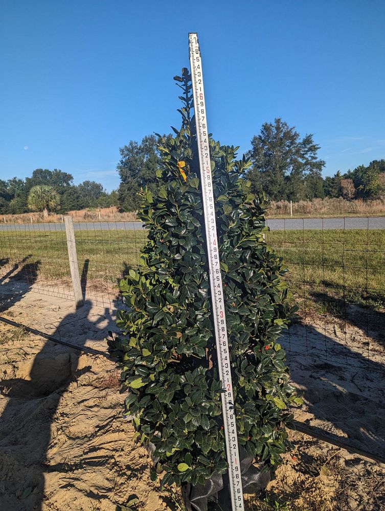 ilex-hybrid-conty-liberty-trade-holly