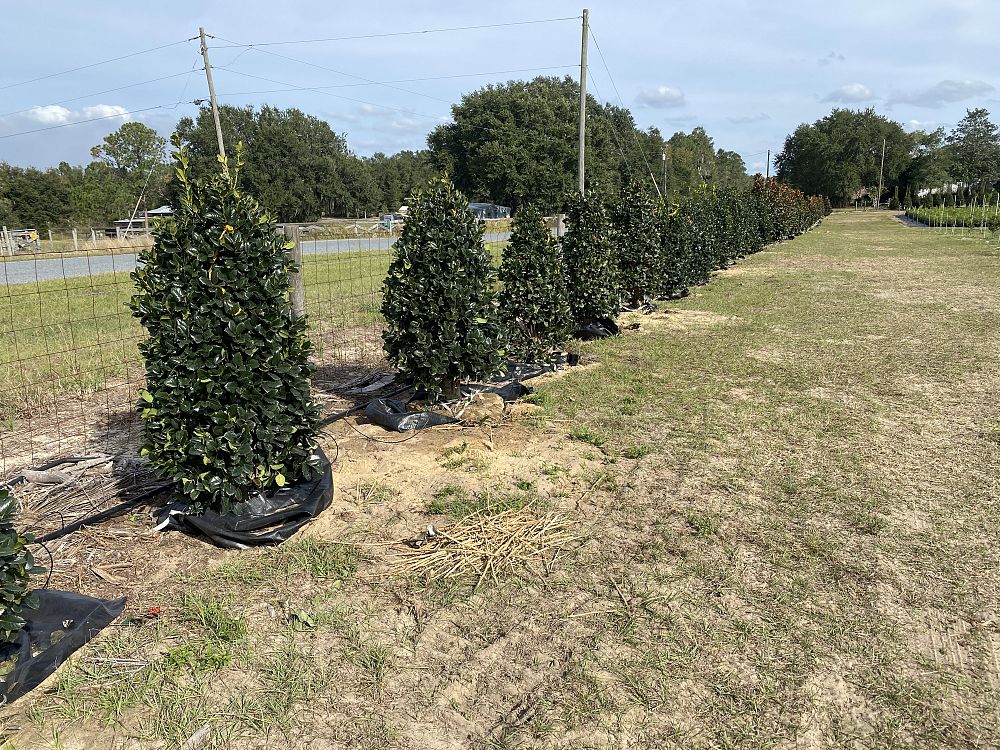 ilex-hybrid-conty-liberty-trade-holly