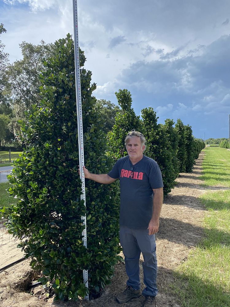 ilex-hybrid-conty-liberty-trade-holly